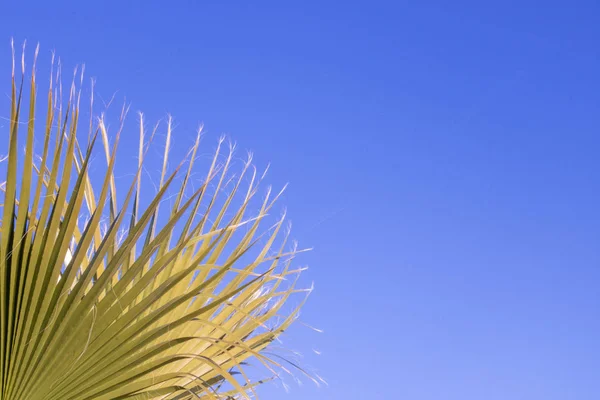 Fundo Fronteira Fundo Palmeira Palmeira Fundo Céu Azul — Fotografia de Stock