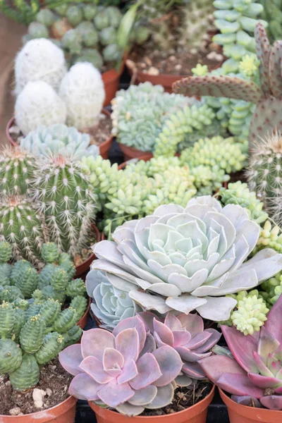 Different varieties of flowers and cacti and succulents, cacti and desert plants and arid soil