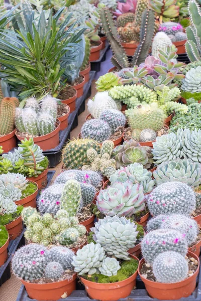 Kaktus Och Suckulenta Växter Potten Blomstermarknad Stall Provence Frankrike — Stockfoto