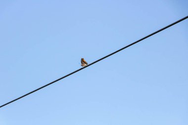  Mavi gökyüzüne karşı bir telin üzerinde oturan kelebek