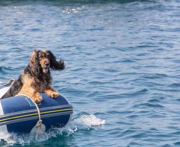 dog in a boat in the sea