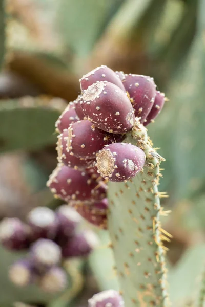 Gäng Röda Prickly Päron Kaktus Närbild Med Törnen Växter Och — Stockfoto