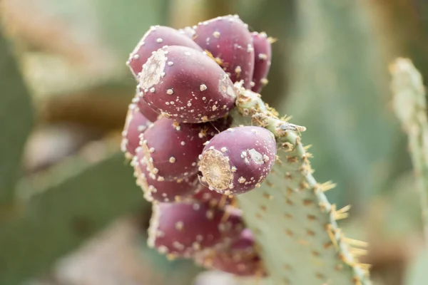 Kluster Röda Prickly Päron Deras Kaktus Före Skörd Jordbruket Korsikan — Stockfoto