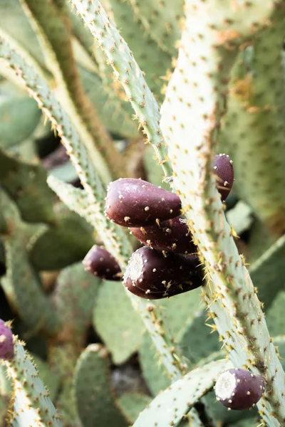 Enorma Kaktus Växt Med Röda Prickly Päron Frukter Sin Läckra — Stockfoto