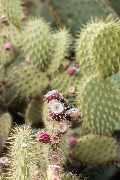 Röd Prickly Päron Deras Kluster Kaktus Jordbruk Medelhavsöarna — Stockfoto