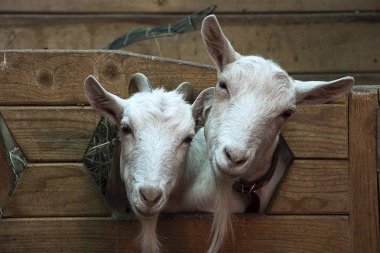 İki beyaz keçi closeup arıyoruz. Agricalture.