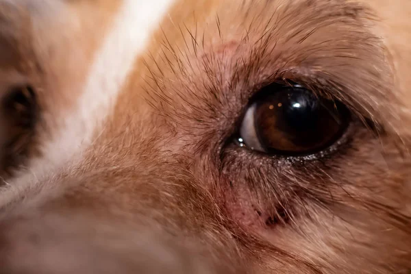 Dog allergy itchy eyes skin nad fur disease. Closeup scratches. Healthcare. Veterinarian and medicine.
