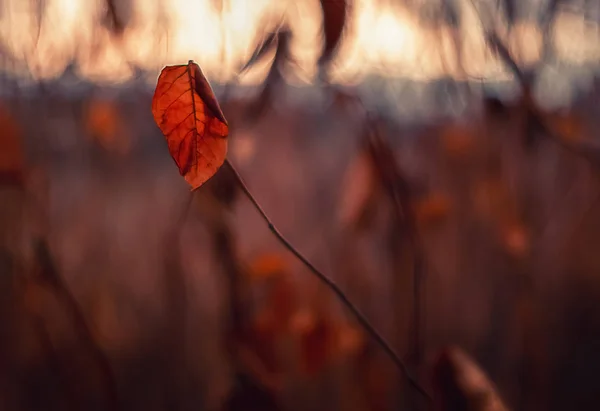 Lonley Blad Gloed Herfst Avond Close Vervagen Achtergrond Textuur — Stockfoto