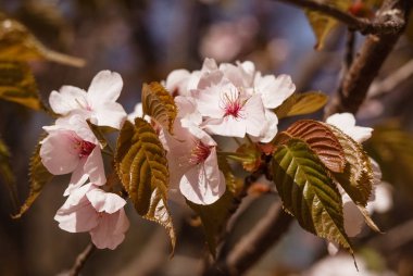 Sakura'nın çiçeklenme dalı. Güzel beyaz çiçekler. Zil zamanı.