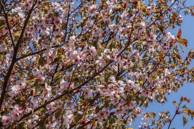 Baharda açan pembe sakura ağacı tacı. Çiçek açan sakura pembe çiçekleri