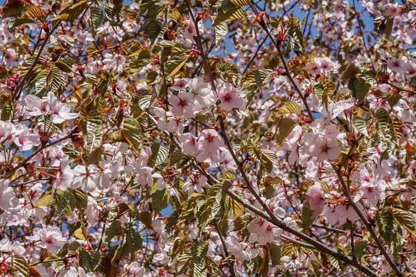 Blooming pink sakura tree crown in spring.  Pink flowers of blossoming sakura