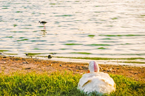 Half Asleep Duck City Park Nature — Stock Photo, Image