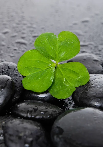 Still Life Shamrock Blad Met Natte Stenen Stockfoto