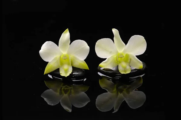 Twee Witte Orchidee Met Therapie Stenen — Stockfoto