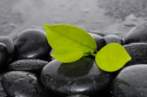 Natureza Morta Com Pedras Zen Planta Verde — Fotografia de Stock