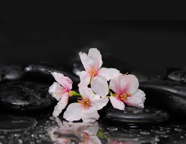 Bloeiende Tak Orchidee Met Zen Stenen — Stockfoto