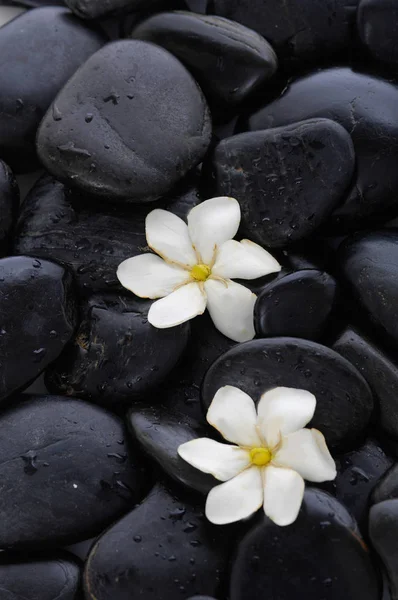 Two White Orchid Therapy Stones — Stock Photo, Image