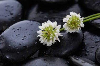 beyaz çiçek ve siyah taşlar 