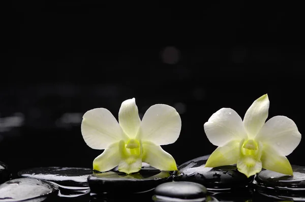 Zwei Weiße Orchideen Mit Therapiesteinen — Stockfoto