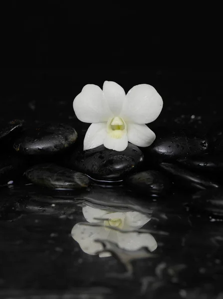 Bodegón Con Orquídea Blanca Con Piedras Terapia —  Fotos de Stock