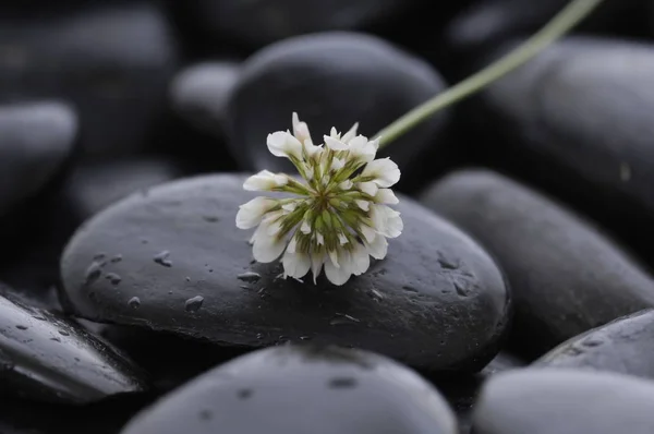 White Flower Stones Wet Background — Stock Photo, Image