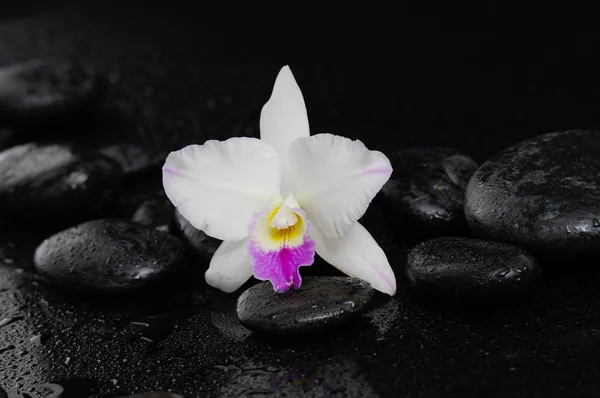 Bílá Orchidej Terapie Kameny — Stock fotografie