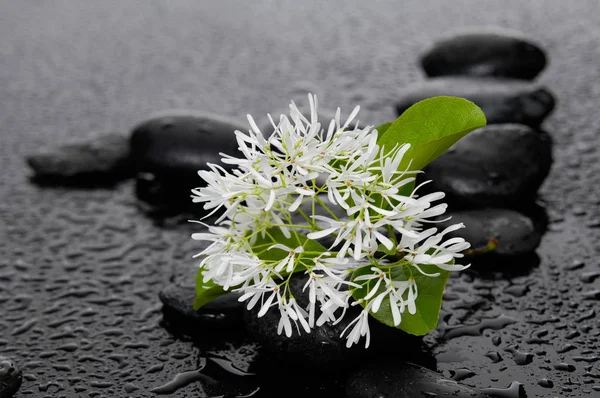 Zen Steine Und Weiße Blume Mit Blatt — Stockfoto