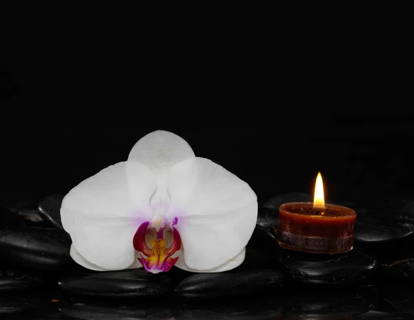 Bodegón Con Orquídea Vela Sobre Piedras Negras — Foto de Stock