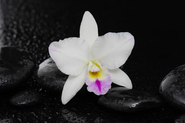 Nature Morte Avec Orchidée Blanche Sur Cailloux — Photo