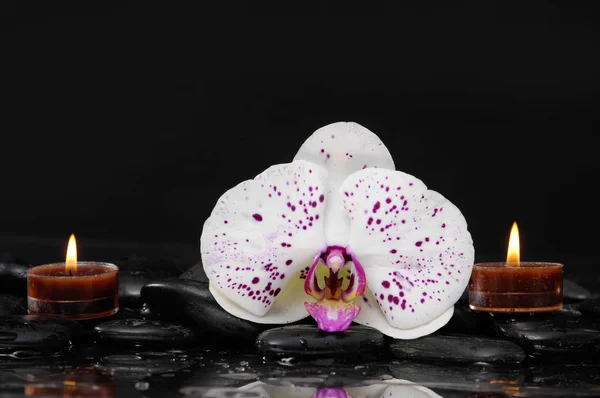 Stilleven Met Witte Orchidee Natte Keien — Stockfoto