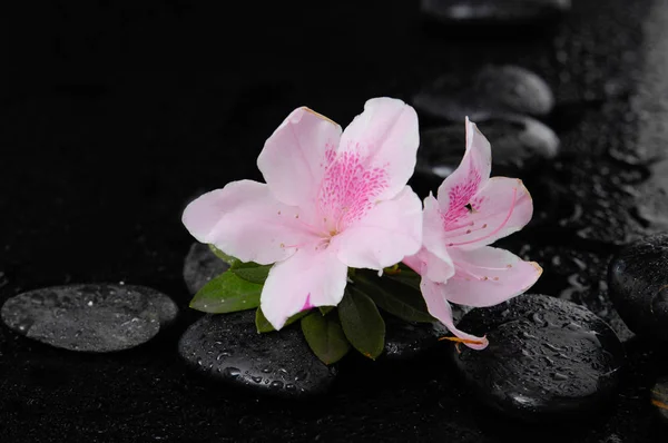 Still Life Wet Black Lily — Stock Photo, Image