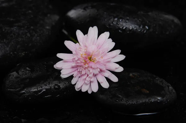 Macro Van Witte Bloesem Met Therapie Stenen — Stockfoto