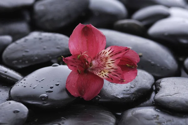 Nova Orquídea Vermelha Bonita Com Pedras Terapia — Fotografia de Stock