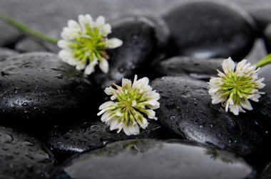 Üç beyaz çiçek ve ıslak taşlar 