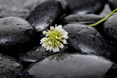 Beyaz çiçek ve ıslak zemin üzerine taş set