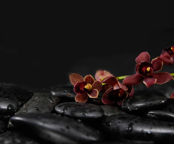 Orchidee Met Tak Therapie Stenen — Stockfoto