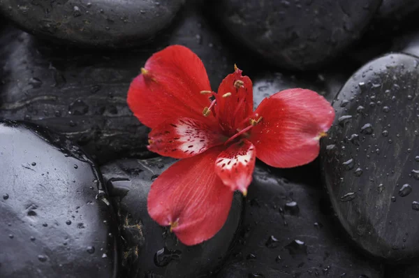 Set Van Rode Orchidee Met Therapie Stenen — Stockfoto