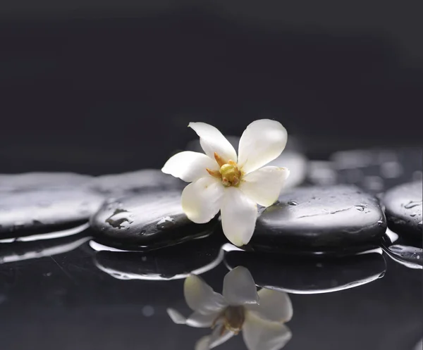 Orquídea Blanca Con Piedras Terapia —  Fotos de Stock