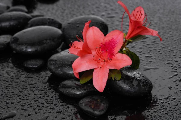 Hala Islak Islak Zemin Üzerine Siyah Kırmızı Lily Ile Spa Telifsiz Stok Imajlar
