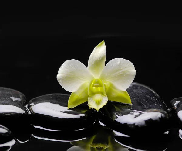 Macro Orquídea Bonita Com Pedras Terapia — Fotografia de Stock