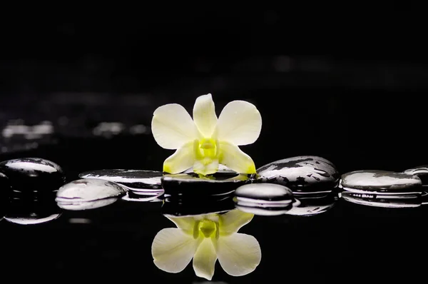 Спа Концепция Белый Цветок Черные Камни — стоковое фото
