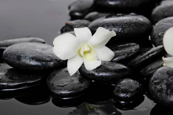 Orchidée Blanche Avec Pierres Noires — Photo