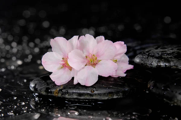 Flor Cerezo Flores Sakura Sobre Guijarros Fondo Húmedo —  Fotos de Stock