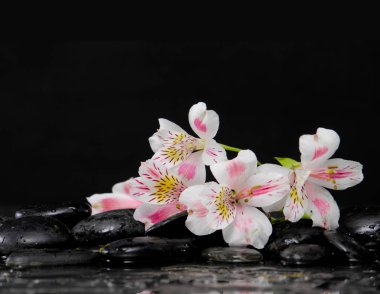 Natürmort dal Orkide cins siyah çakıl taşları ile 