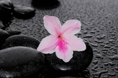 Lily ıslak zemin üzerine terapi taşlarla