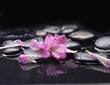 Siyah taşlar ile güzel orkide yaprakları ayarla