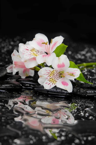 Ainda Vida Com Orquídea Ramo Seixos Pretos — Fotografia de Stock