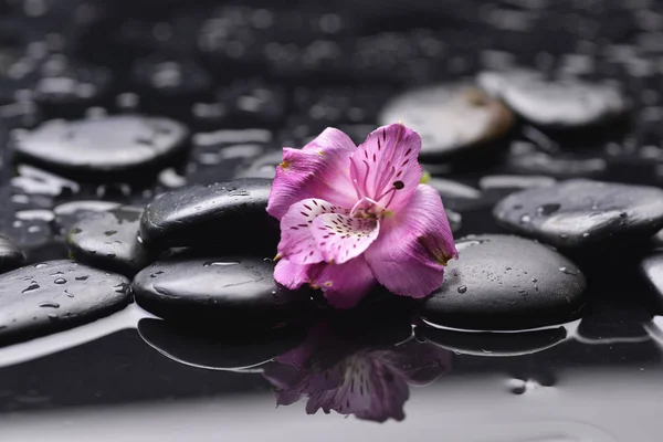 New Beautiful Orchid Wet Pebbles — Stock Photo, Image
