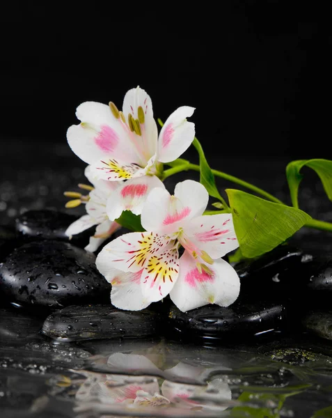 Ainda Vida Com Ramo Bela Orquídea — Fotografia de Stock