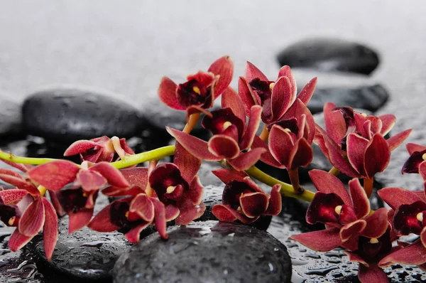 Készlet Ból Piros Orchidea Terápia Kövekkel — Stock Fotó